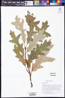 Quercus lyrata image