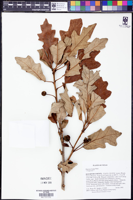 Quercus lyrata image