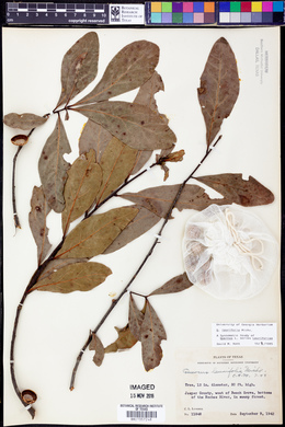 Quercus laurifolia image