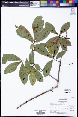 Quercus laurifolia image