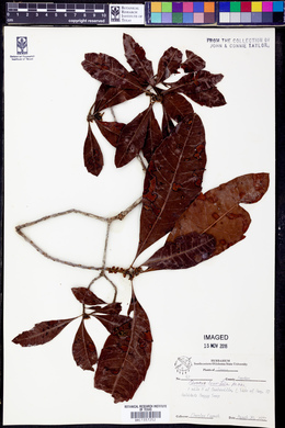 Quercus laurifolia image