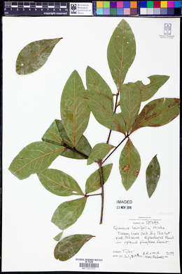 Quercus laurifolia image