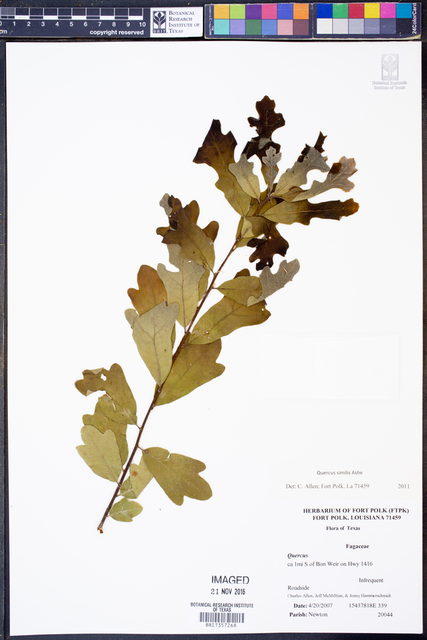 Quercus similis image
