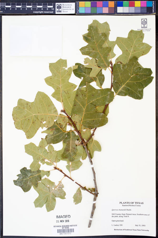 Quercus shumardii image