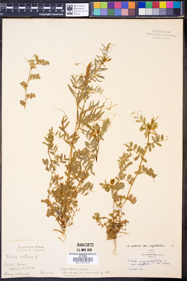 Vicia sativa ssp. nigra image