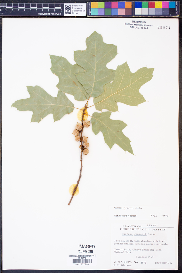 Quercus gravesii image