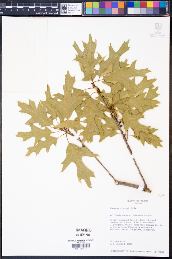 Quercus gravesii image