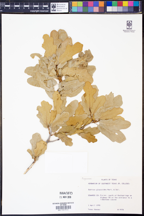 Quercus laceyi image