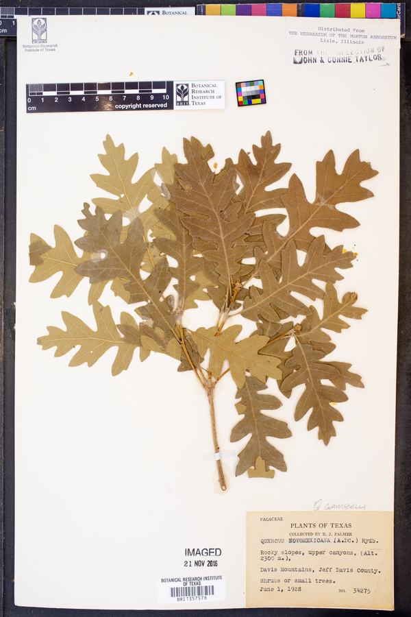 Quercus gambelii var. gambelii image