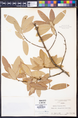 Image of Quercus cinerea