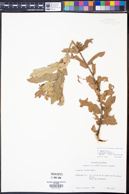 Quercus incana image