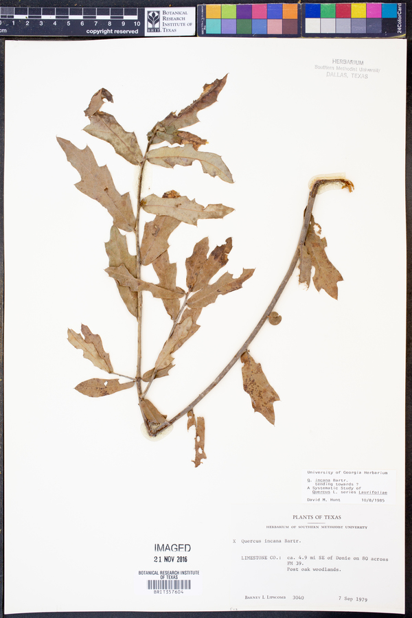 Quercus incana image