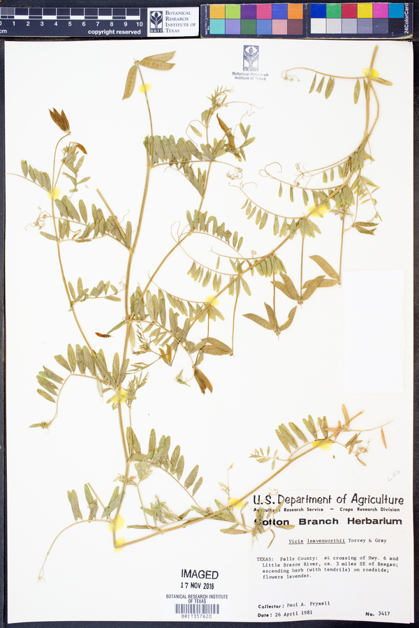 Vicia leavenworthii image