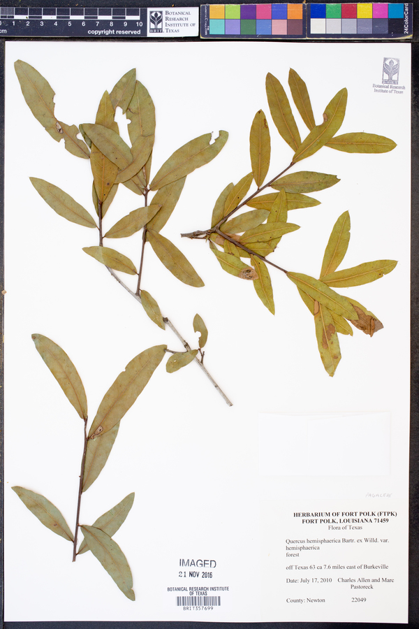Quercus hemisphaerica var. hemisphaerica image