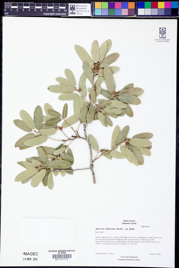 Quercus mohriana image