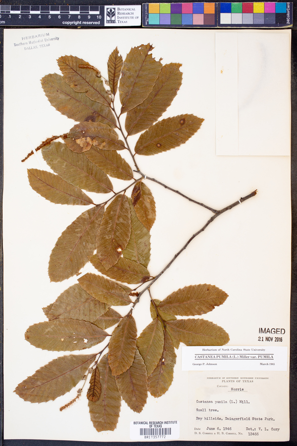 Castanea pumila var. pumila image