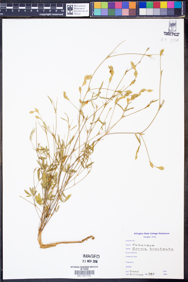 Zornia bracteata image