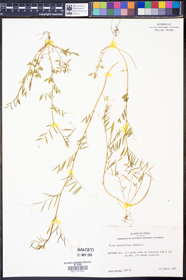 Vicia minutiflora image