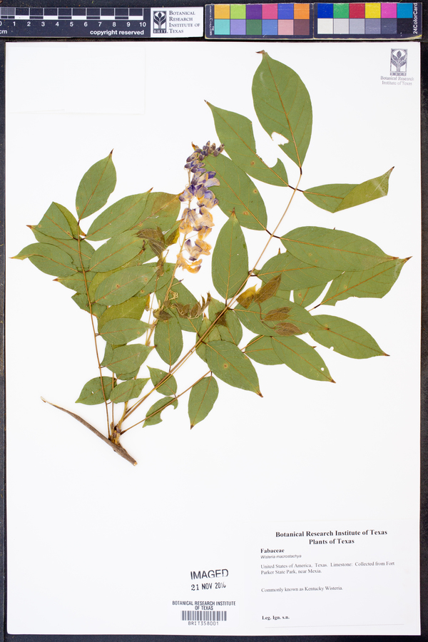 Wisteria macrostachya image
