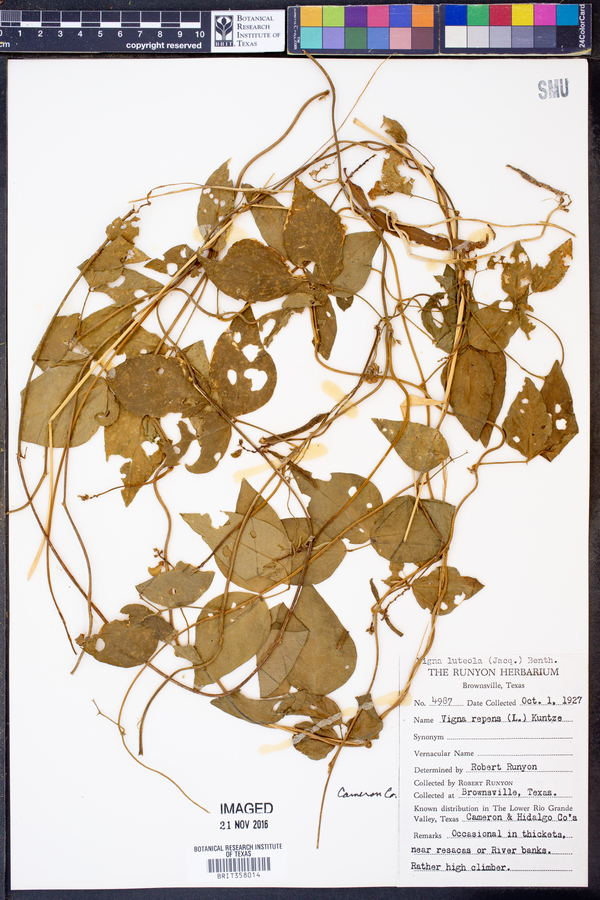 Vigna image