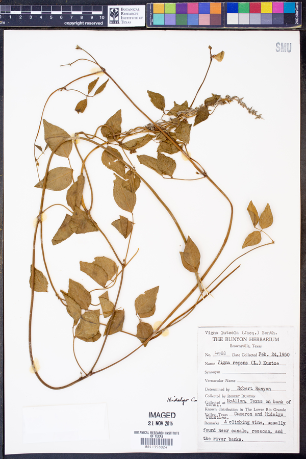 Vigna luteola image