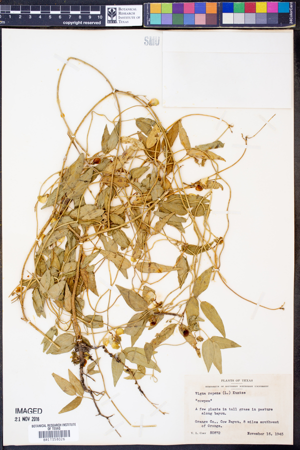 Vigna image
