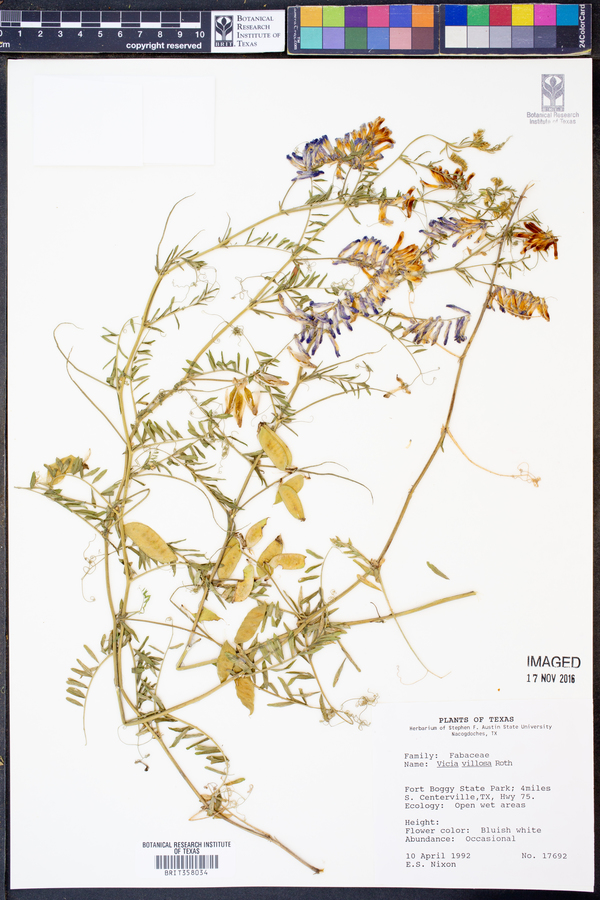 Vicia villosa image