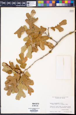 Image of Quercus drummondii