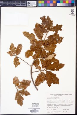 Image of Quercus durandii