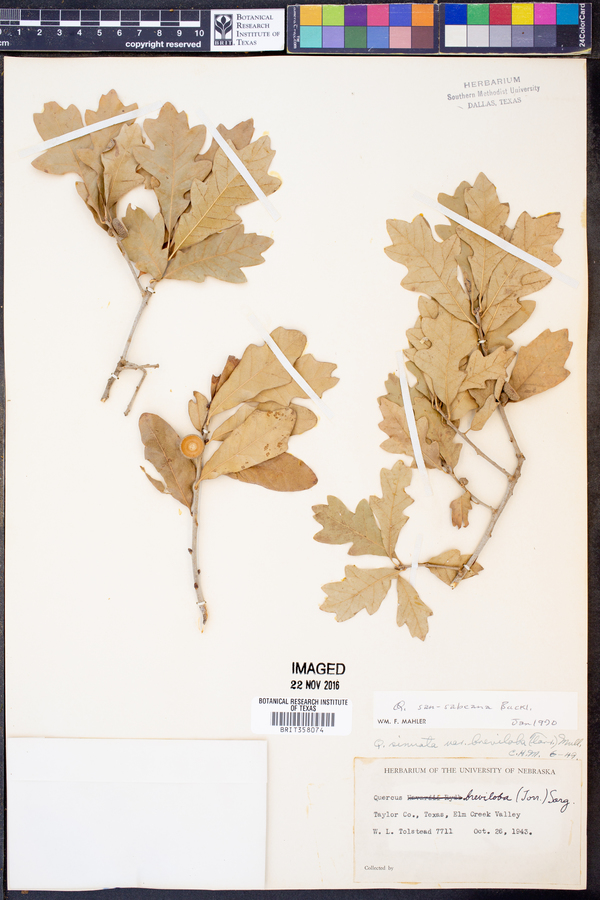 Quercus sinuata image