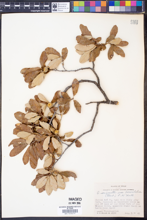 Quercus sinuata var. breviloba image