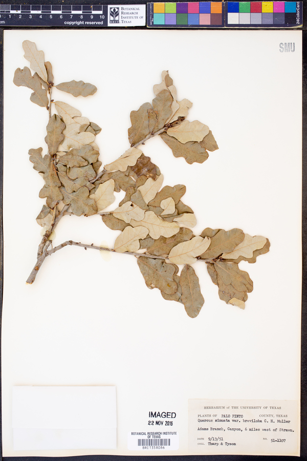 Quercus sinuata var. breviloba image