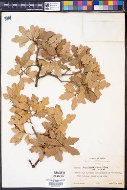 Quercus sinuata var. breviloba image