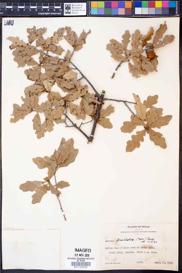 Quercus sinuata image