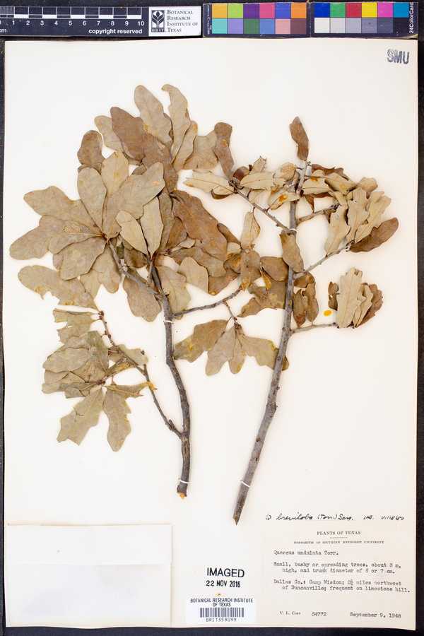 Quercus sinuata image