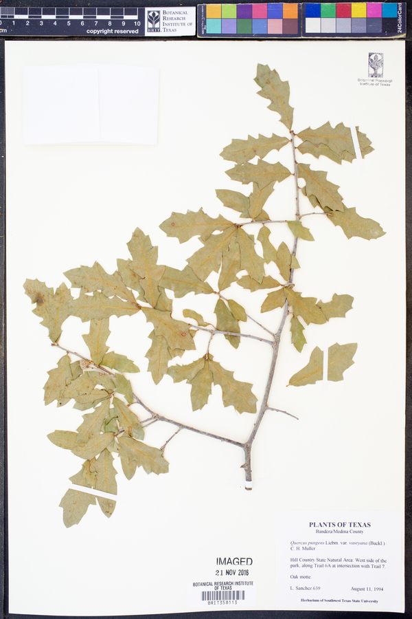 Quercus vaseyana image