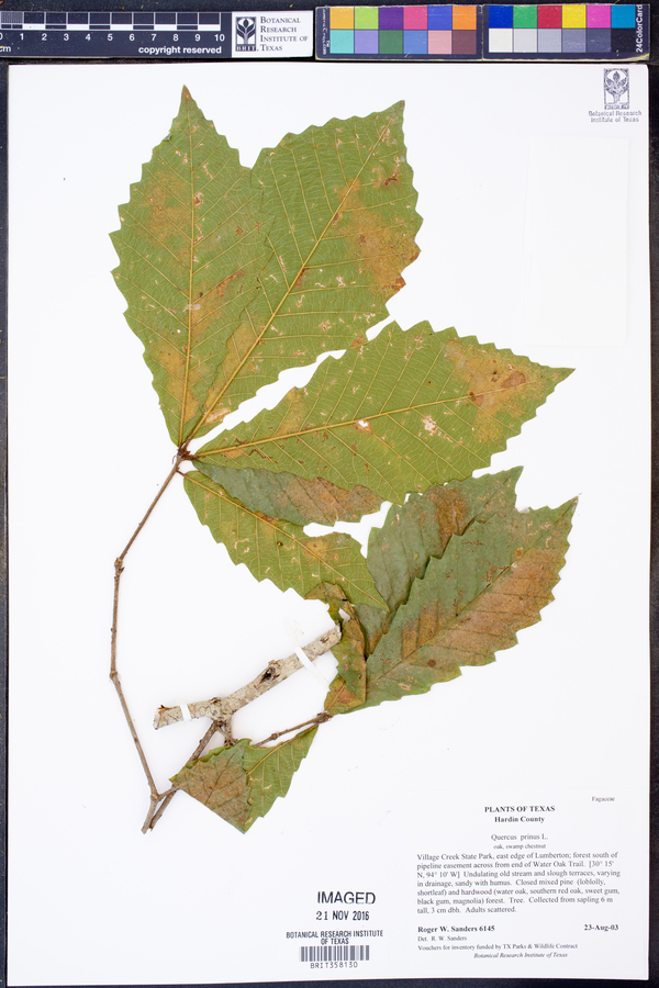 Quercus michauxii image