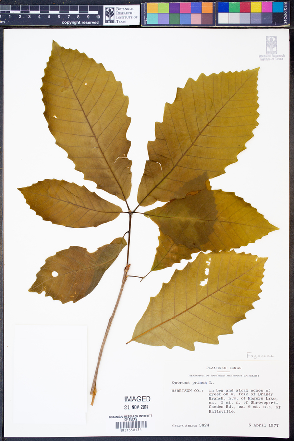 Quercus michauxii image