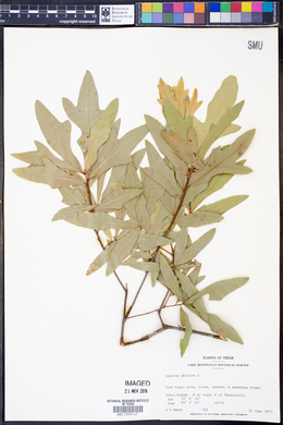 Quercus phellos image