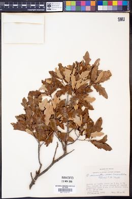 Quercus sinuata image