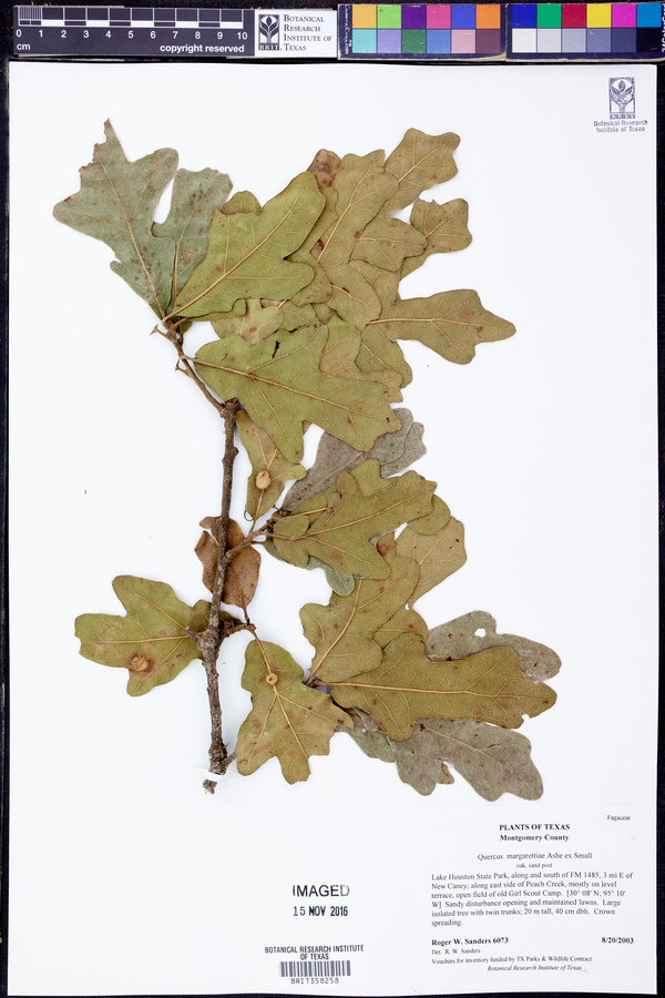 Quercus margarettiae image
