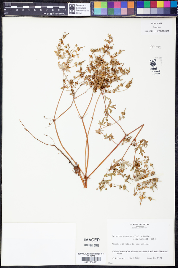 Geranium texanum image