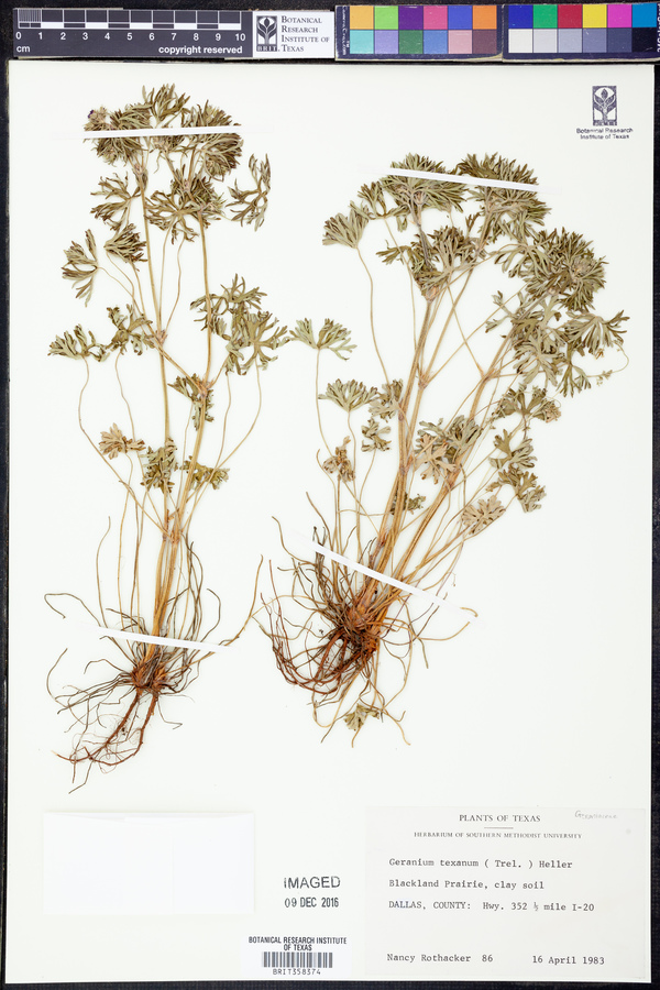 Geranium texanum image