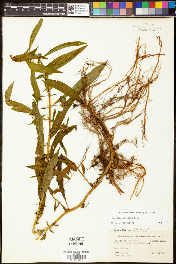 Hydrolea uniflora image