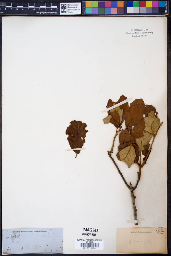 Quercus virens image