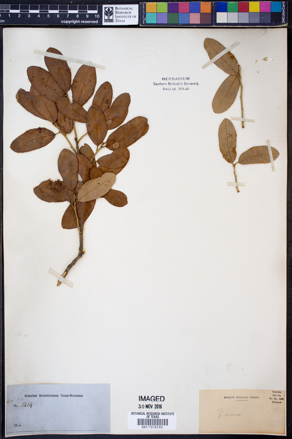 Quercus virens image