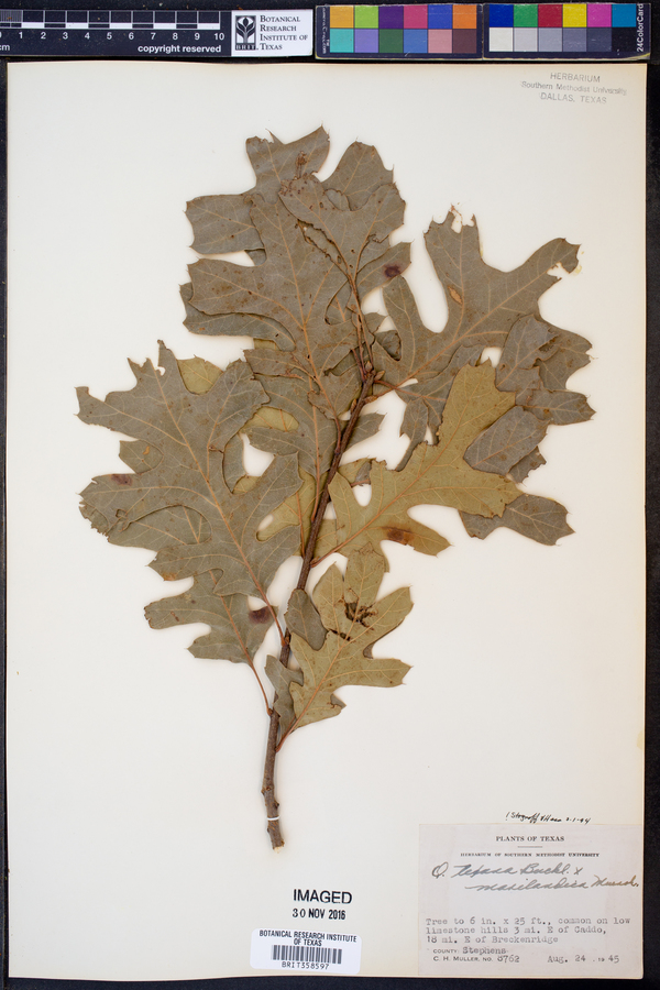 Quercus texana image