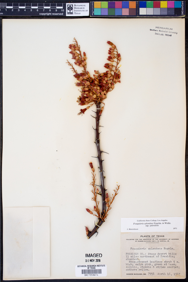 Fouquieria splendens ssp. splendens image