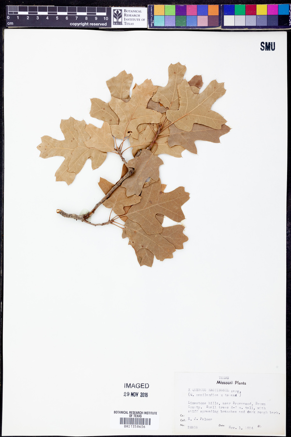 Quercus x hastingsii image