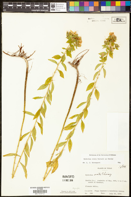 Hydrolea ovata image